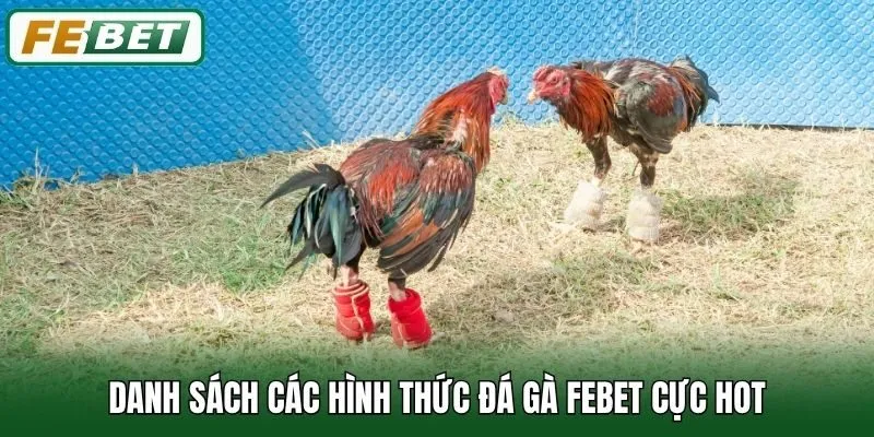 Danh sách các hình thức đá gà Febet cực hot