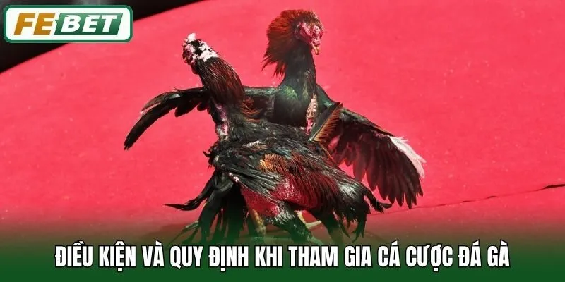 Điều kiện và quy định khi tham gia cá cược đá gà