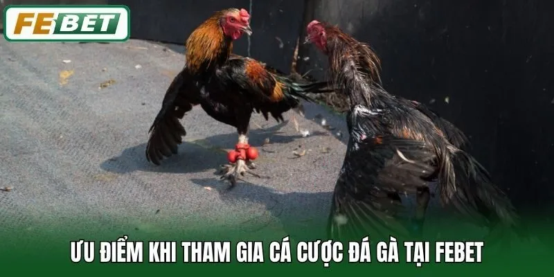 Ưu điểm khi tham gia cá cược đá gà tại Febet